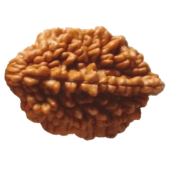 2 Mukhi Rudraksha